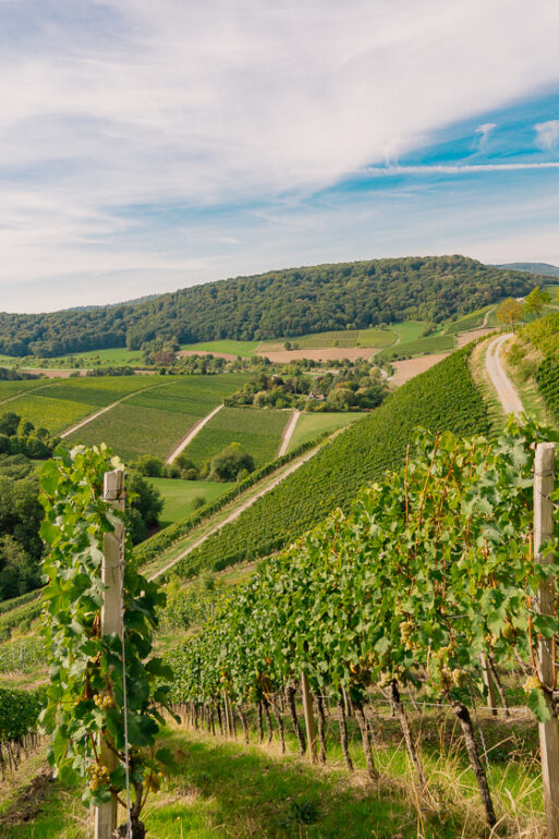 Weinpanorama-Dorfschätze