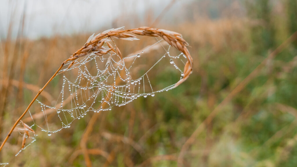 Tropfen am Spinnennetz nach dem Regen
