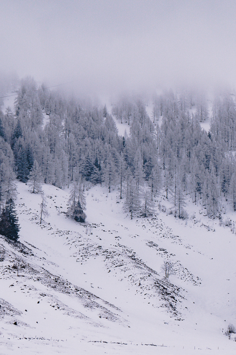 Blick auf schneebedeckte Bäume bei der Winterwanderung